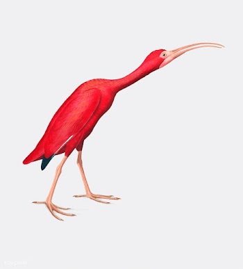 Scarlet Ibis illustration | Free stock vector - 457881