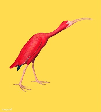 Scarlet Ibis illustration | Free stock vector - 457892