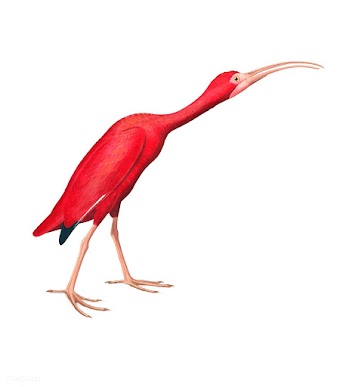 Scarlet Ibis illustration | Free stock vector - 457900