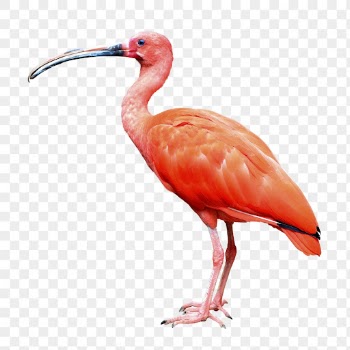 Scarlet ibis png, bird, transparent | Free PNG - rawpixel