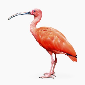 Scarlet ibis sticker, animal design | Free PSD - rawpixel
