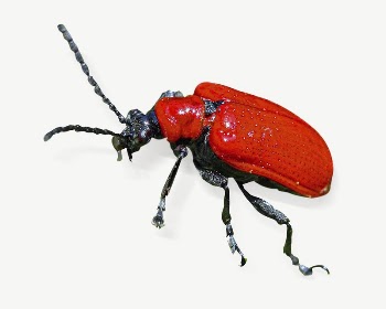 Scarlet lily beetle collage element | Free PSD - rawpixel