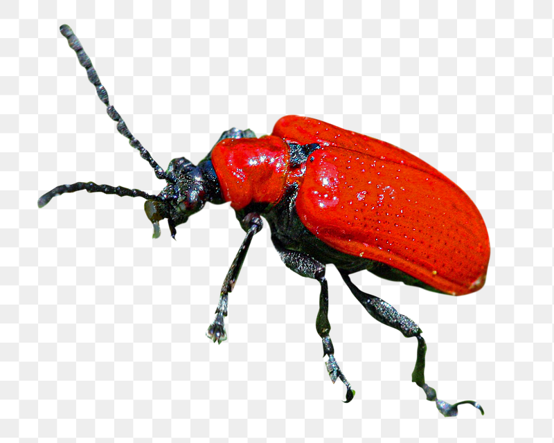 Scarlet lily beetle png sticker, | Free PNG - rawpixel