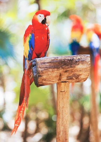 scarlet macaw