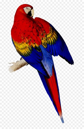 Scarlet macaw Bird Blue-and-yellow macaw Parakeet -  