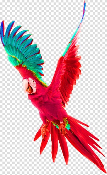 Scarlet macaw illustration, Parrot Bird Budgerigar Tyburn Gallows, parrot transparent background PNG clipart