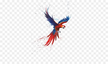 Scarlet macaw Military macaw Red-fronted macaw Red-and-green macaw Blue-and-yellow macaw - Water Parrot 