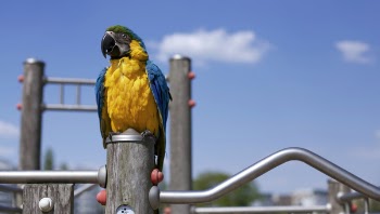 Scarlet Macaw on Brown Wooden Framed Metal Railing during Daytime in Macro Photography