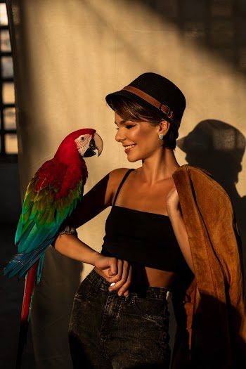 Scarlet Macaw on Woman's Arm