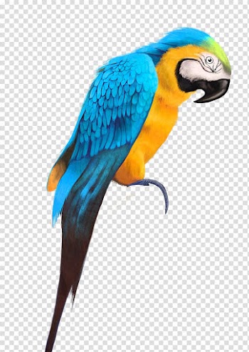 Scarlet macaw , Parrot Bird Watercolor painting Drawing, parrot transparent background PNG clipart