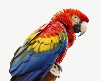 Scarlet macaw parrot collage element | Free PSD - rawpixel