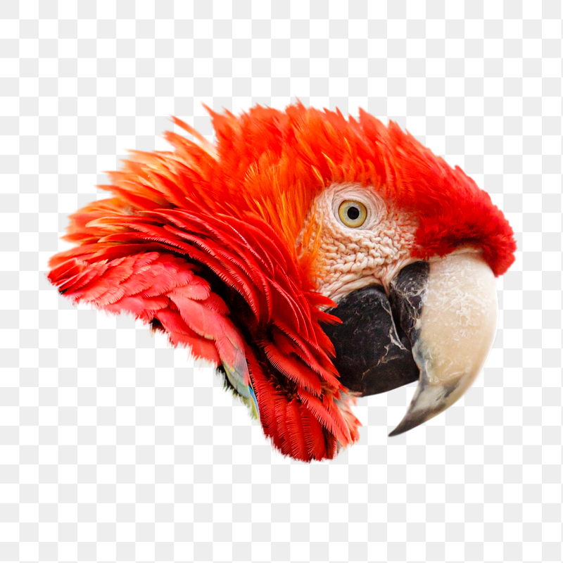 Scarlet macaw parrot png sticker, | Free PNG - rawpixel