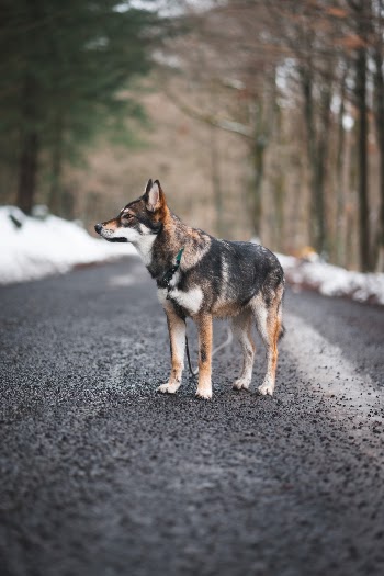 Scarlet’s road