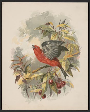 Scarlet tanager on a cherry | Free Photo - rawpixel