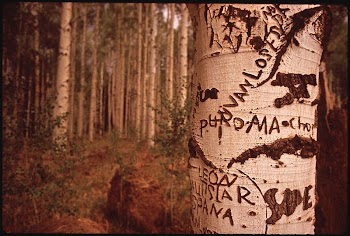 Scarred Trees 06/1972. Photographer: Eiler, | Free Photo - rawpixel