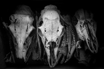 Scary Bones Free Photo 