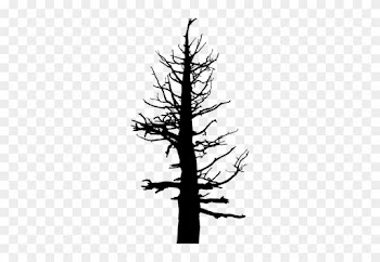 Scary Tree Silhouette - Old Dead Pine Tree