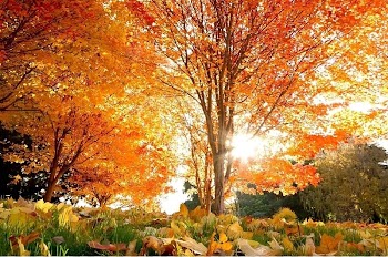 Scenery,maple tree,background transparent background PNG clipart