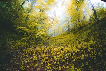 scenery of green grass and trees