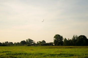 scenery of trees