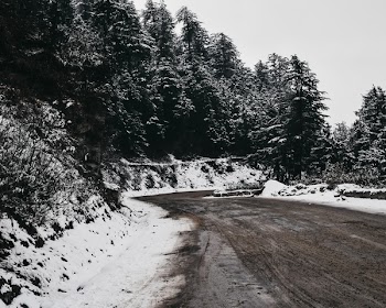 Scenery of Trees Covered With Snow