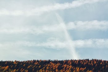 scenery of trees during fall