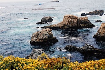 scenery of yellow field of flowers beside body of water