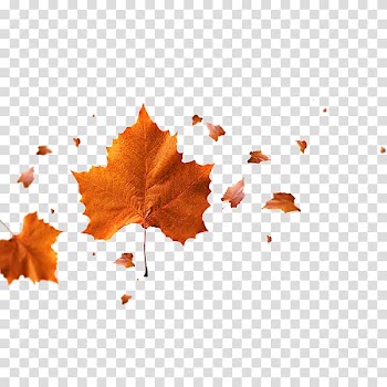 Scenes of fallen leaves transparent background PNG clipart