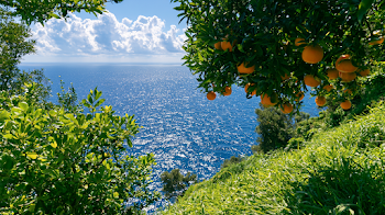 Scenic Coastal Landscape with Orange Tree and Ocean View