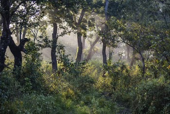 Scenic forest background. Nepal nature. | Free Photo - rawpixel