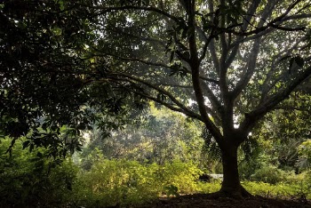 Scenic Palawan forest background. Free | Free Photo - rawpixel