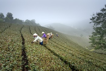 Scenic Photo Of Cropland During Daytime