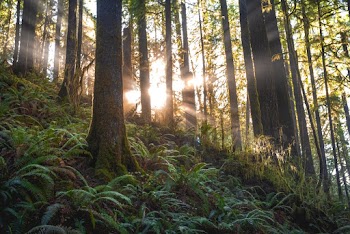 Scenic Photo of Forest With Sunlight