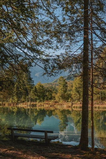 Scenic Photo of Lake Near Trees