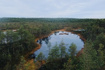 Scenic Photo of Trees Beside the Lake