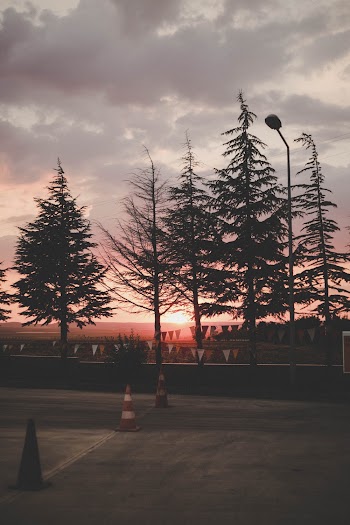 Scenic Photo Of Trees During Dawn