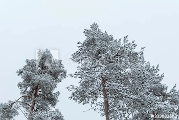 Scenic pine forest covered with snow at Oulanka National Park, Finland