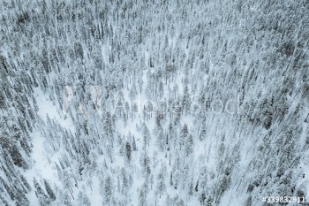 Scenic pine forest covered with snow at Oulanka National Park, Finland