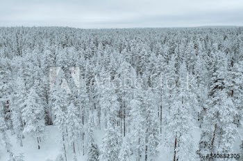 Scenic pine forest covered with snow at Oulanka National Park, Finland