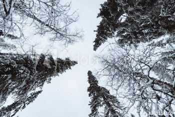 Scenic pine forest covered with snow at Oulanka National Park, Finland