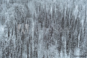 Scenic pine forest covered with snow at Oulanka National Park, Finland