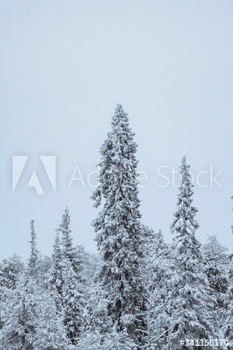 Scenic pine forest covered with snow at Oulanka National Park, Finland