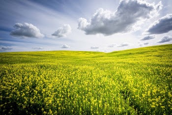 Scenic View Of Flower Field During Daytime