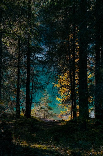 Scenic View of Forest