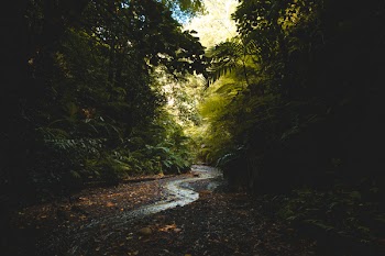 Scenic View of Forest
