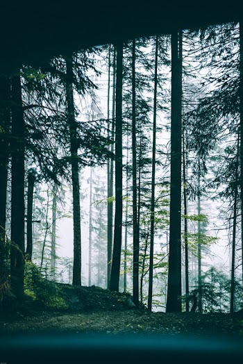 Scenic View of Forest From Car