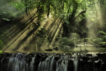 Scenic View of Rainforest