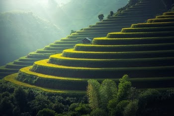 Scenic View of Rice Paddy
