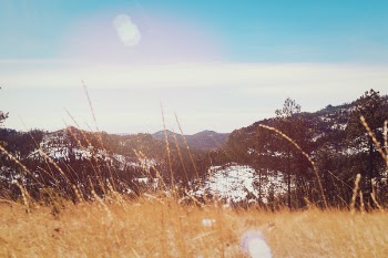 Scenic View of the Forest