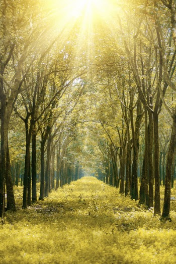 Scenic View of the Forest During Sunrise
